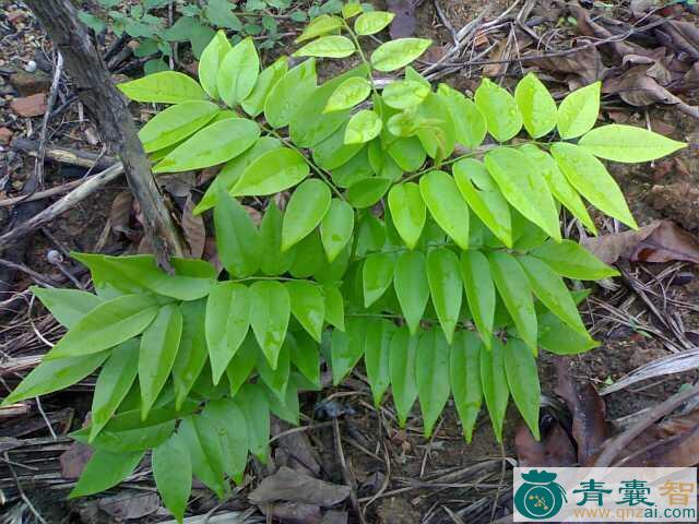 中药材秋枫木图片