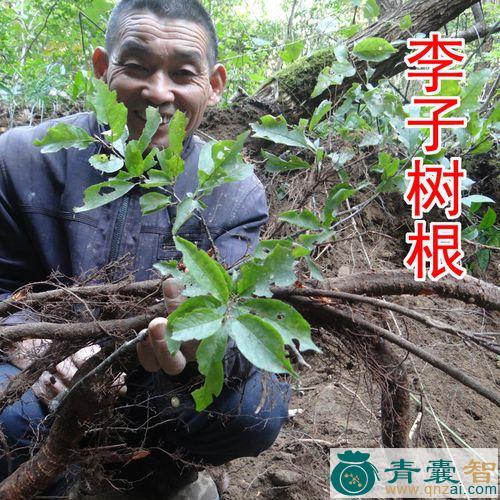 中药材秋根李图片