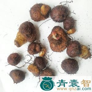 秋海棠根的性味归经以及功效用法-青囊智