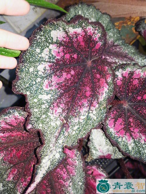 秋海棠茎叶-青囊智