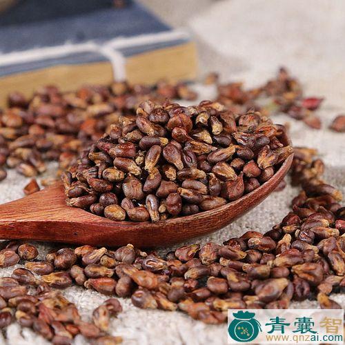 中药材秋葡萄图片