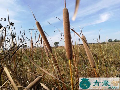 中药材种田蒲图片