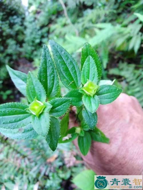 中药材秦岭耧斗菜图片