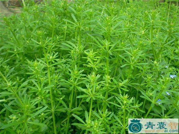 中药材秧居草图片
