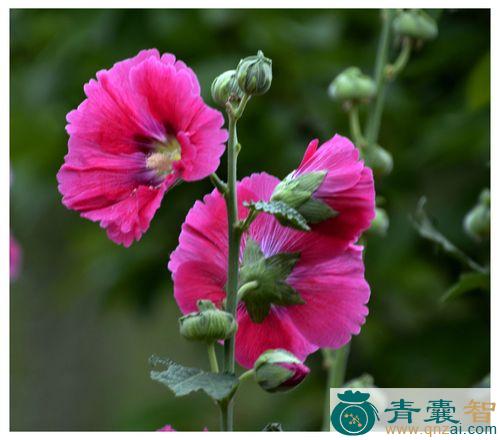中药材秫秸花图片