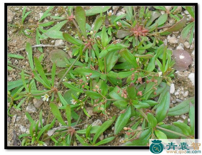 中药材秫米草图片