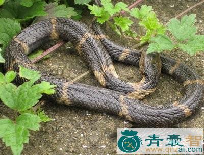 中药材称星蛇图片