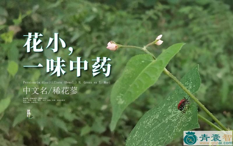 中药材稀花蓼图片