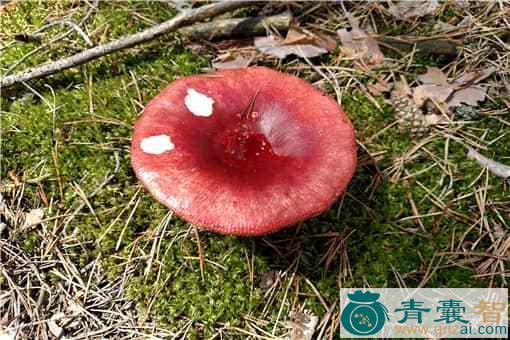 中药材稀褶红菇图片