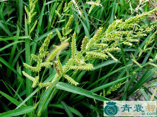 中药材稗图片