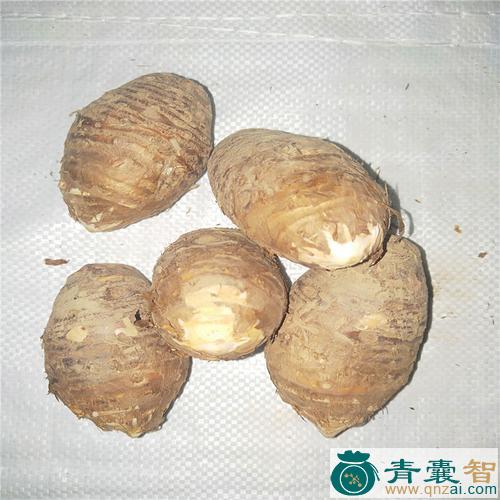 中药材稗豆图片