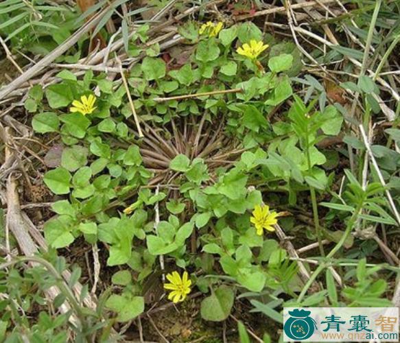 中药材稻槎菜图片