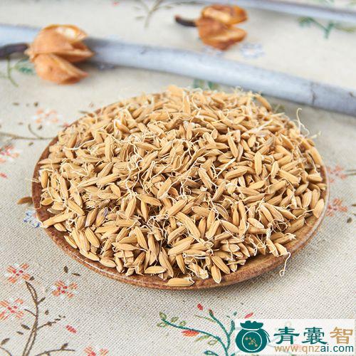 中药材稻蘖图片