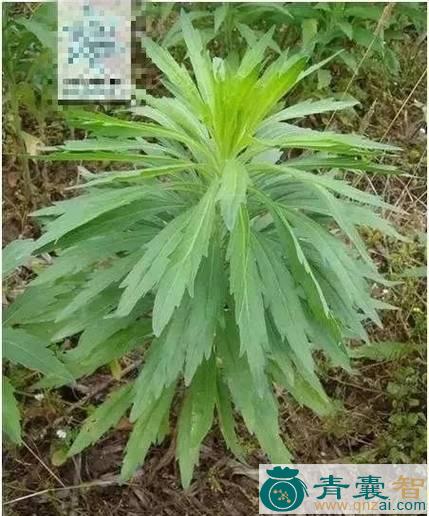 中药材穆子草图片