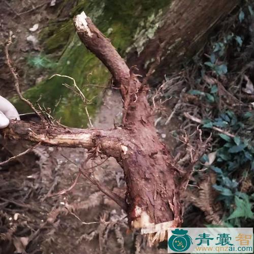 中药材穗花杉根图片