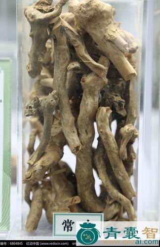 中药材空心付常山图片
