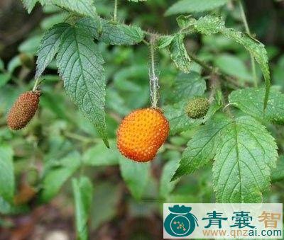 空心泡的性味归经以及功效用法-青囊智