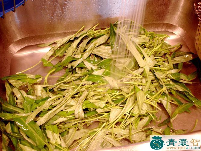 中药材空心蕹藤菜图片