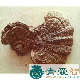 中药材空柄假牛肝图片