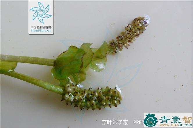 中药材穿叶眼子菜图片