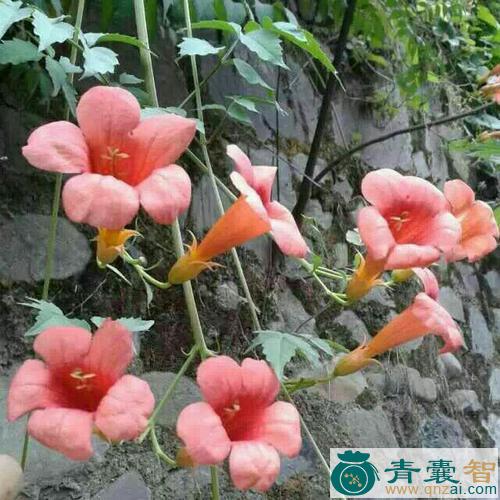 中药材穿墙风图片