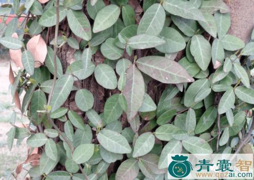 中药材穿壁风图片