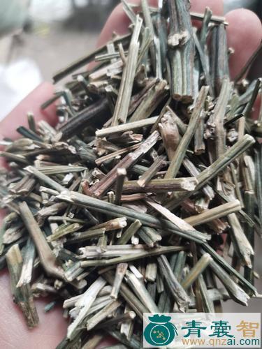 中药材穿心草图片