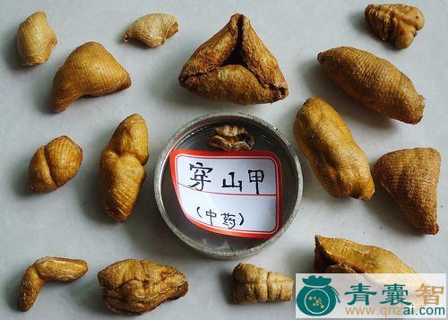 中药材穿石甲图片