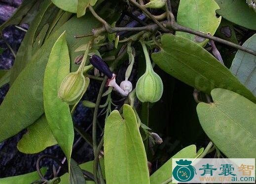 中药材穿石藤图片