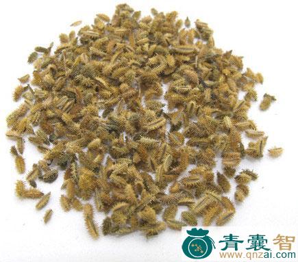 中药材窃衣图片