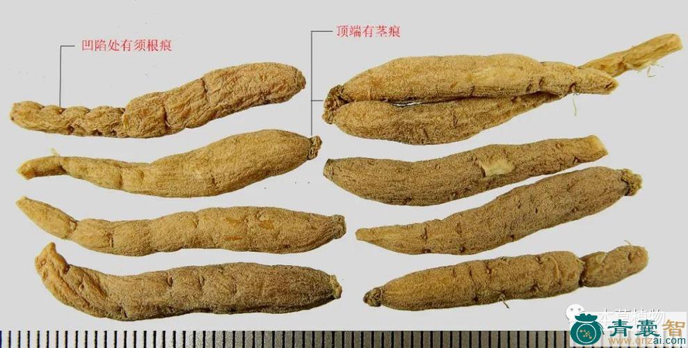 中药材章表根图片