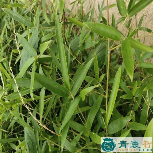 中药材竹叶牛奶仔图片