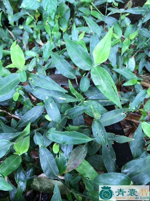 中药材竹叶菜图片