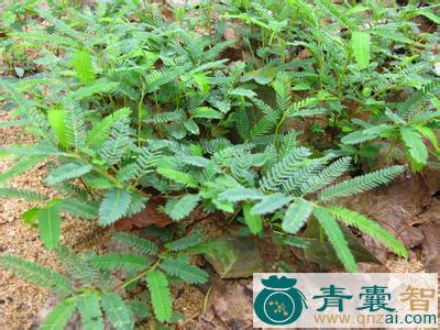 竹叶藤的性味归经以及功效用法-青囊智