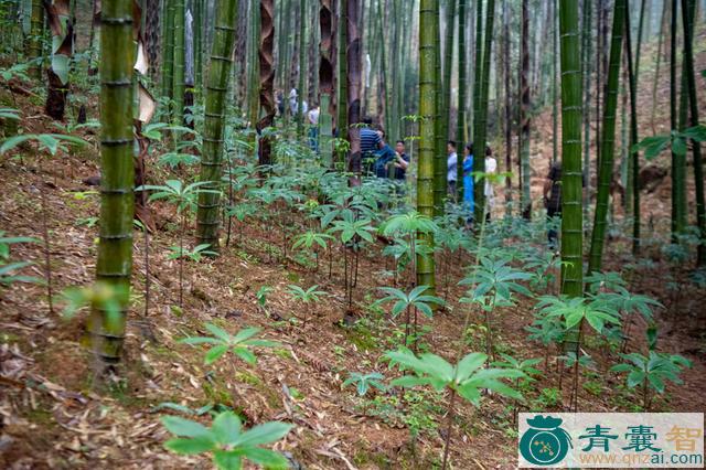 中药材竹林子图片