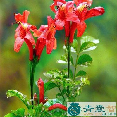 竹林标的性状性味归经以及功效用法和注意事项-青囊智