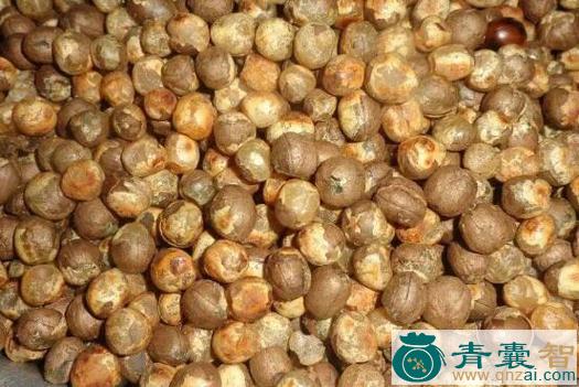 竹果的性状性味归经以及功效用法-青囊智