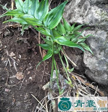 中药材竹根七图片