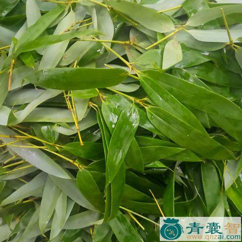 中药材竹横图片