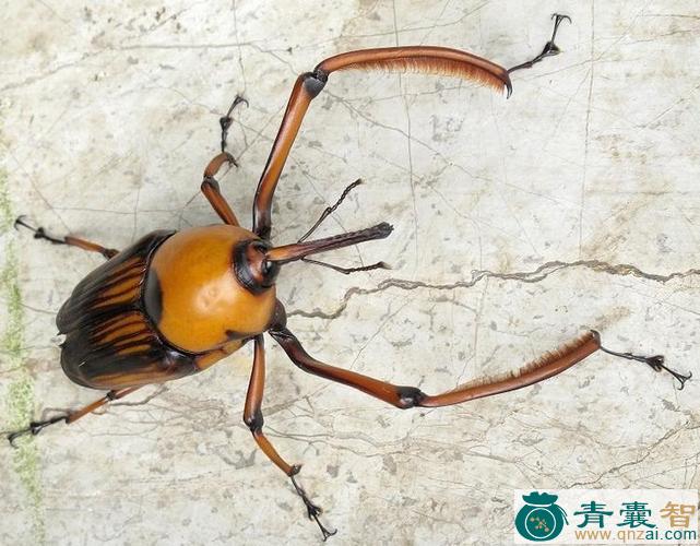 中药材竹牛图片