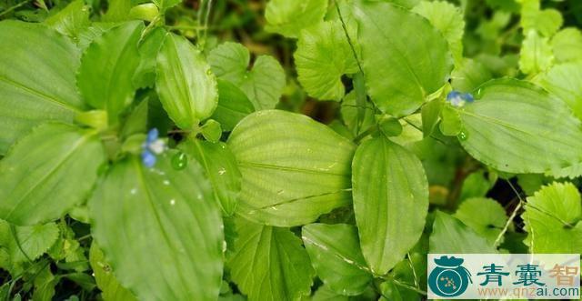 中药材竹环菜图片