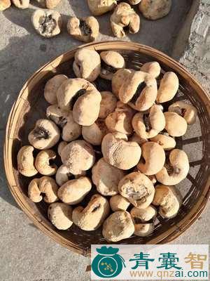 竹球菌的性状性味归经以及功效用法和注意事项-青囊智