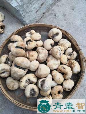 中药材竹生小肉座菌图片