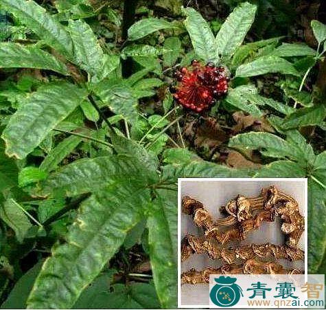 中药材竹田七图片