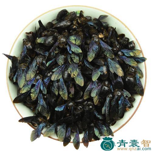 中药材竹筒蜂图片