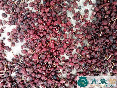 竹红菌的性状性味归经以及功效用法-青囊智