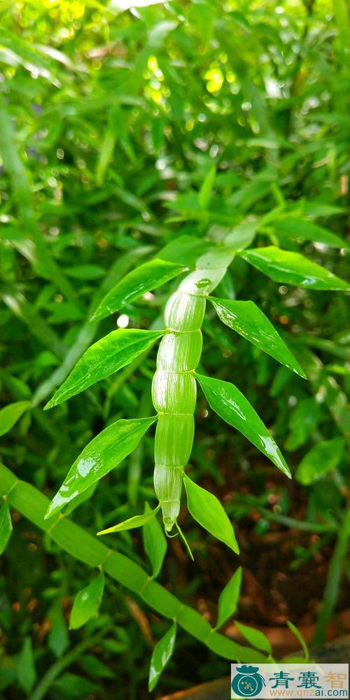 中药材竹节山草图片