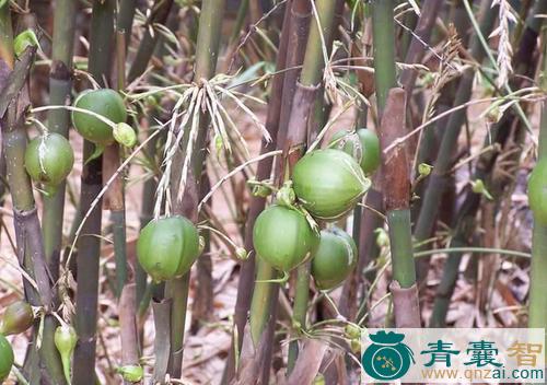 中药材竹节果图片