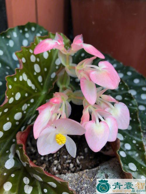 中药材竹节海棠图片