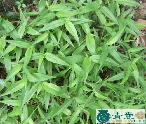 竹节菜的性状性味归经以及功效用法和注意事项-青囊智